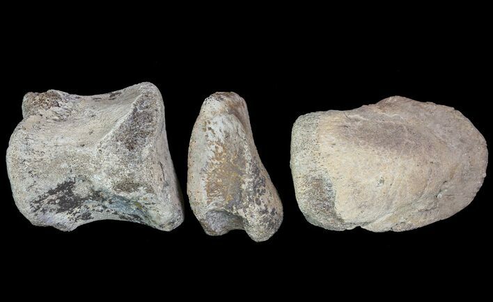 Composite Hadrosaur Finger - Alberta (Disposition #-) #71732